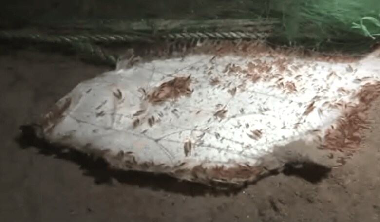 網にかかった魚に群がるヨコエビ