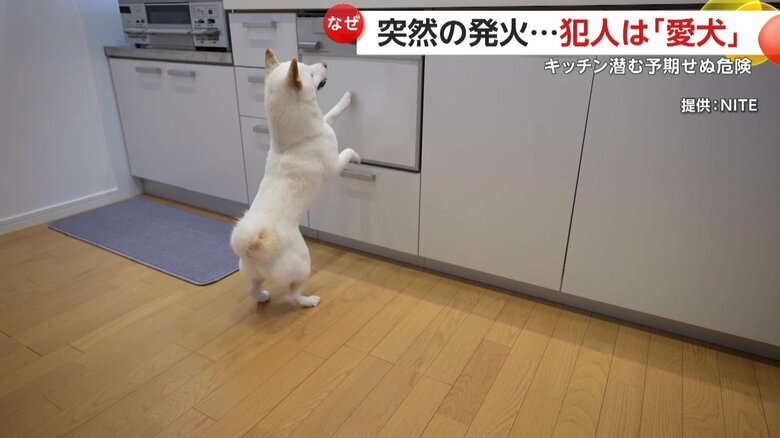 犬が前足を乗っけてコンロのスイッチを誤ってプッシュしてしまう現象