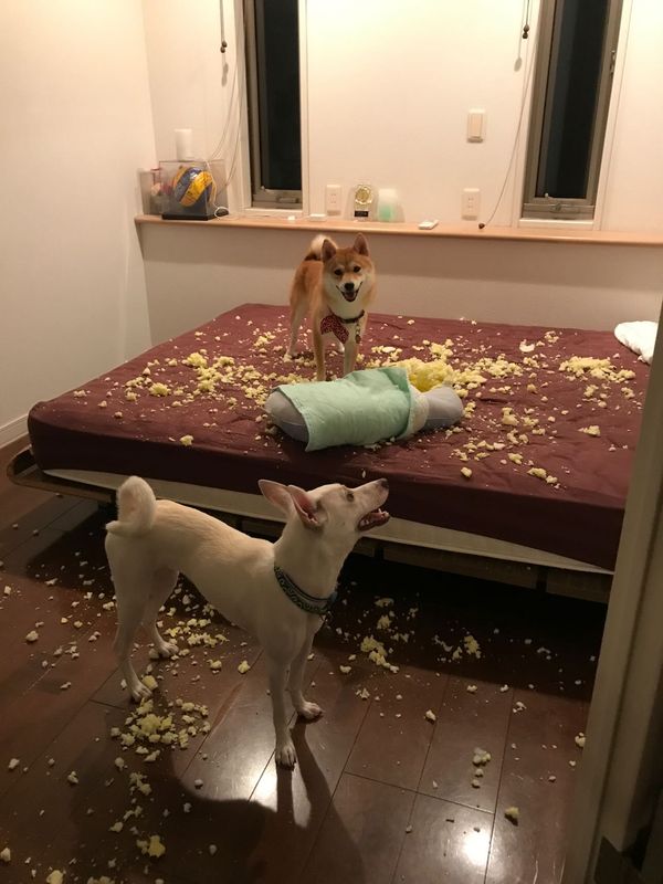 提供：柴犬ハル&雑種すずさん