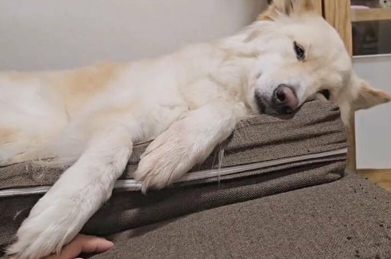 眠いときは、散歩を誘ってもこうなることも