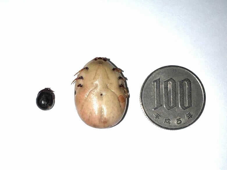 血を吸った後のチマダニ属（左）とキララマダニ属（右）（画像提供：西海太介さん）