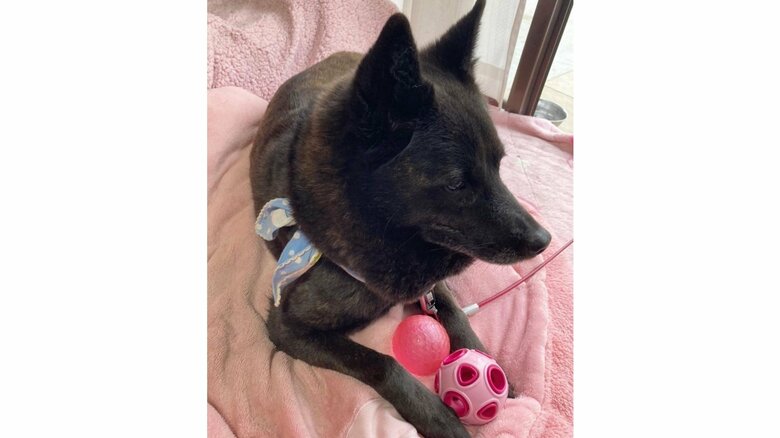 ピンクが好きだという