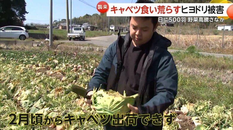 被害額が約300万円にも上るという加工用のキャベツを栽培している農家