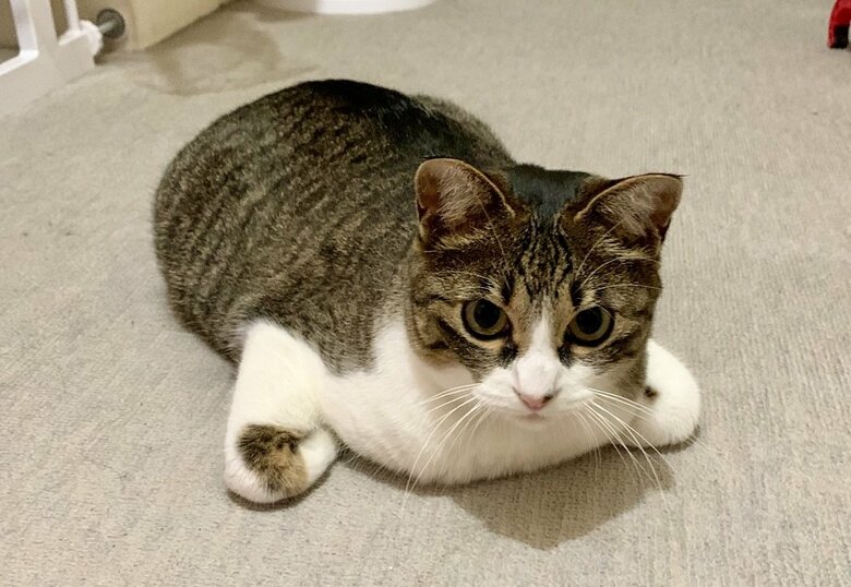 香箱座りの亜種