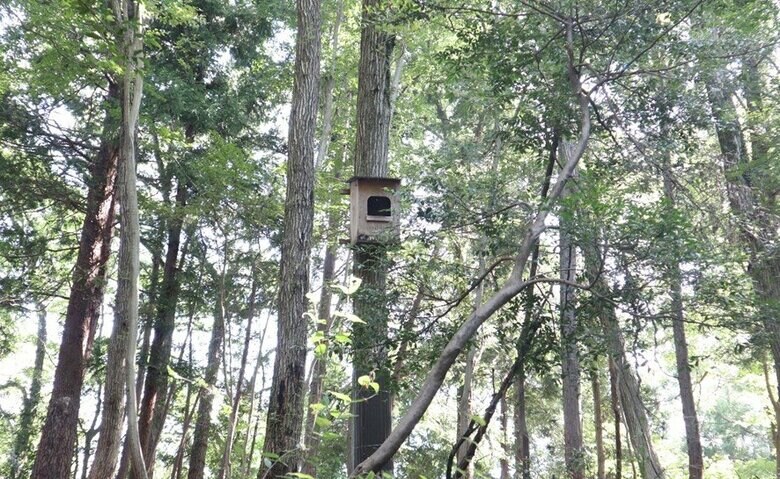 フクロウの巣箱