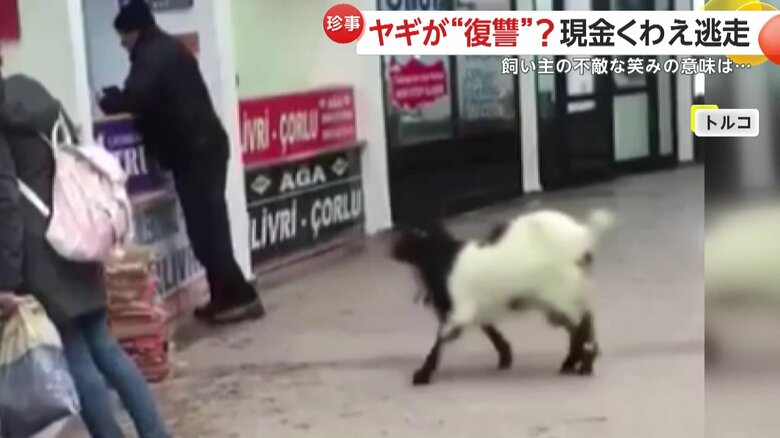 助走をつけて、カウンターに飛び乗ったヤギ