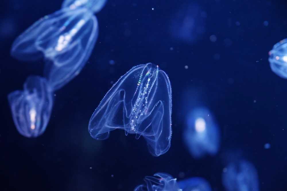 刺されると6時間痛みが 水族館のクラゲ飼育員の 体張りすぎ レポートが気になる