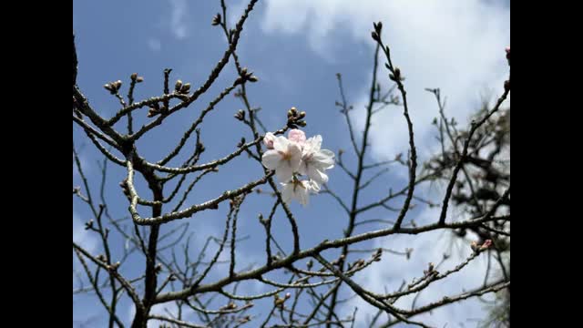 まさかの“４．５輪”　松山のサクラはわずかに基準に届かず　「開花宣言」２４日午前の可能性高い【愛媛】