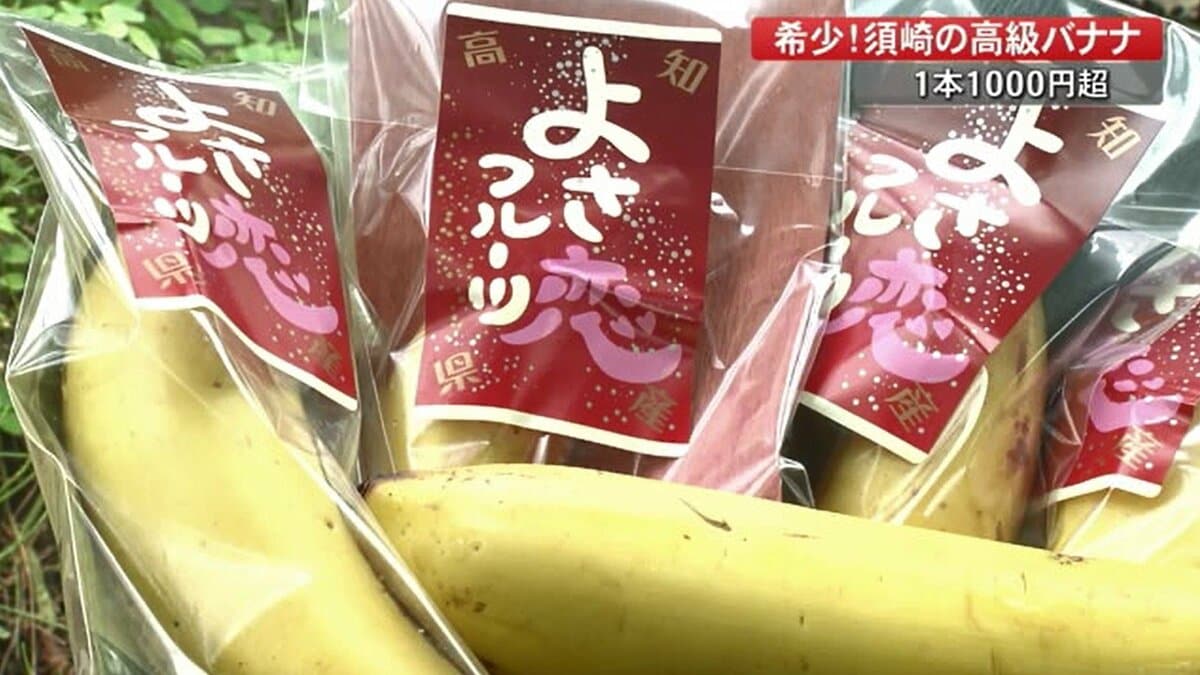 1本1500円の高級バナナ「よさ恋」 甘さ濃厚、食べ応え抜群…夏はかき氷