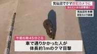 【防犯カメラにクマ】市街地などで８日からクマ目撃続く気仙沼市　９日夜からも出没相次ぐ〈宮城〉