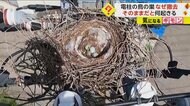 【カラスの巣作りがピーク】金沢市“電柱の鳥の巣”撤去作業相次ぐ　富山市では針金が電線に接触“1400戸”で停電発生　石川