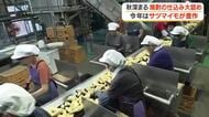 【秋深まる】焼酎の仕込み大詰め　今年はサツマイモが豊作　　