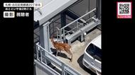 立体駐車場の屋上に…子ジカ”迷い込む“車の横でじっと動かず→2日間残ったままか→警察が見守る事態に―札幌市は「駐車場の外に出て行くまで静観」〈北海道札幌市〉