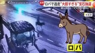 【大胆】飼いロバにまたがり逃走する強盗犯　盗んだフォークリフトで宝石店シャッター破壊…金製品150グラム強奪も身柄拘束　トルコ