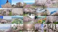 【必見】北海道の桜ベスト10＆穴場スポット！“桜のトンネル”＆樹齢300年以上…圧巻の“しだれ桜”＆ライトアップが美しい“夜桜”も―風景写真家・水彩画家のおすすめスポットも紹介