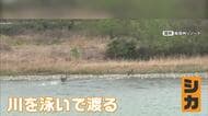 「まさかシカが泳ぐとは…」経験19年の船頭も初めて目撃　長野・飯田市の天竜川を2頭が泳いで渡る
