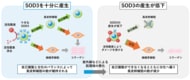 肌の幹細胞が自らを維持するメカニズムを発見　抗酸化酵素SOD3が幹細胞の自己複製と分化のバランスを調節