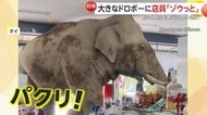 「待って、待って」野生の巨大ゾウが食料品店に来店…お菓子・サンドイッチなど約10分間むさぼり“食い逃げ”　タイ