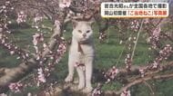 岩合光昭さんは岡山のネコをどう感じた？全国で撮影した「ご当地ねこ」の写真展が岡山市で始まる【岡山】