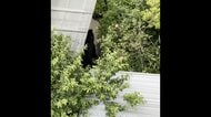 【独自】クマに麻酔銃撃つ瞬間の映像　捕獲され住宅の庭から運び出される　複数個体の可能性　宇都宮市は10日も休校か検討