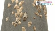 「気持ち悪い」電柱に卵がびっしり　触るとかぶれも…「マイマイガ」大量発生【富山発】
