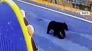 4人死亡の秋田県がクマ対策で陸上自衛隊と協定締結　第21普通科連隊が午後から箱わなの運搬や設置など協力
