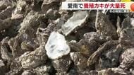 「赤字も赤字も大赤字」愛南町で養殖「カキ」が大量死　ベテラン業者も肩を落とす【愛媛】