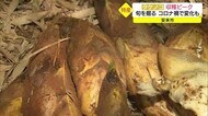 旬を掘る ブランドタケノコの収穫ピーク コロナ禍で変化も(島根・安来)