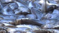 ことしの季節ハタハタの初漁日予測は12月3日 秋田