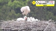 SDGsのシンボルに コウノトリ5年連続4羽のヒナ誕生 自然豊かな環境保全へ成長願う(島根・雲南)
