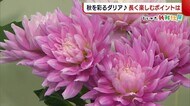 〈にいがた新鮮組〉大人気!華やかに秋を彩る『ダリア』 長く楽しむには“乾燥”に注意