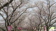 岡山・香川のサクラの名所 サクラのアーチが約1キロ!「久世トンネル桜」【岡山・真庭市】
