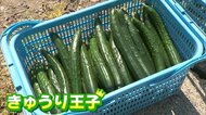 “きゅうり王子”出荷はじまる 新潟市南区産キュウリをJAがブランド化