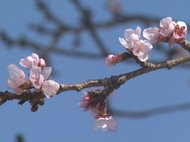 2月初めには満開に…早咲きの寒緋桜が咲き始める 直径1.5cm程の淡いピンクの花で現在3分咲き