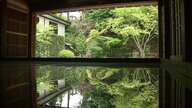 「逆さ新緑」庭園の新緑が床に映し出される　見る角度で変化を楽しめ圧巻の光景広がる　寿福寺で25日まで　