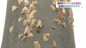 「気持ち悪い」電柱に卵がびっしり 触るとかぶれも…「マイマイガ」大量発生【富山発】