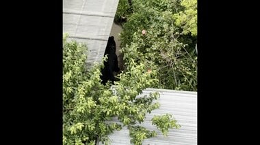 【独自】クマに麻酔銃撃つ瞬間の映像　捕獲され住宅の庭から運び出される　複数個体の可…
