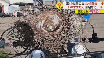 【カラスの巣作りがピーク】金沢市“電柱の鳥の巣”撤去作業相次ぐ　富山市では針金が電線に接触“1400戸”で停電発生　石川