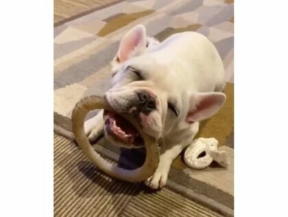 「アゴはずれてない？」フレンチブルドッグの“寝落ち姿”がすごい…いつもこんな状態なのか飼い主に聞いた