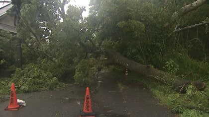 【中継】台風6号が直撃…九州南部は警報級の大雨　鹿児島・志布志市では倒木が道路ふさぐ　県内の約2万5000戸で停電