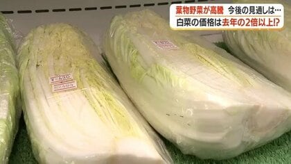 白菜1玉1400円超え　台風・長雨が直撃した葉物野菜の高騰、九州産出荷で値段は下がるか