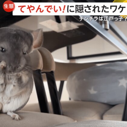 チンチラが「てやんでい！」ポーズ…江戸っ子？実は“カナダ出身”よくある行動だけど「キレがよくて上手」専門家も驚き