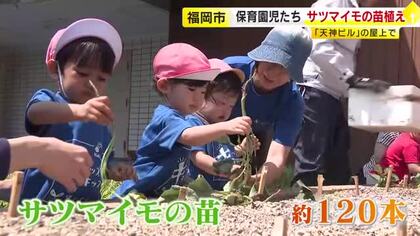 都心のビル屋上で「ダンゴムシいた！」　保育園児30人がサツマイモの苗植えに挑戦　手は泥だらけ　11月ごろの収穫を心待ちに　福岡
