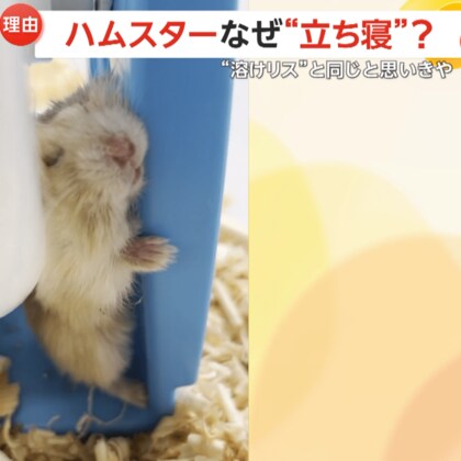 “立ち寝”する爆睡ハムスター！回し車と土台に挟まれムニャムニャ…「狭い所で寝るのが好き」独自の習性も関係か　群馬・草津熱帯圏