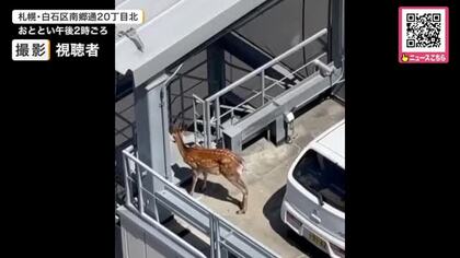 立体駐車場の屋上に…子ジカ”迷い込む“車の横でじっと動かず→2日間残ったままか→警察が見守る事態に―札幌市は「駐車場の外に出て行くまで静観」〈北海道札幌市〉