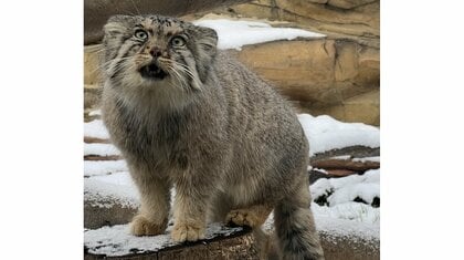 「軽いケガではすまない」マヌルネコは飼育員も触れられない“どう猛さ”…見た目とのギャップを投稿した動物園に聞いた