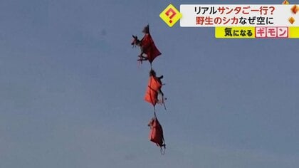 もしやリアル“サンタ”ご一行？　野生のシカがヘリで吊られ空を舞う…約1200頭を生物学者が健康診断　米・ユタ州