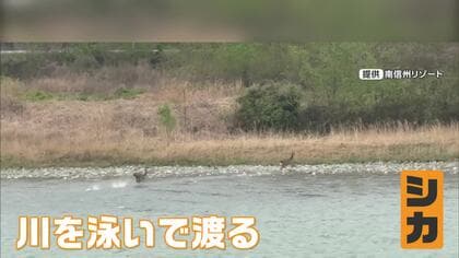 「まさかシカが泳ぐとは…」経験19年の船頭も初めて目撃　長野・飯田市の天竜川を2頭が泳いで渡る