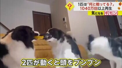 「何と戦ってる？」犬の謎の行動がおもしろい　リングを取り合う2匹に合わせて頭をブンブン…飼い主も理解不能