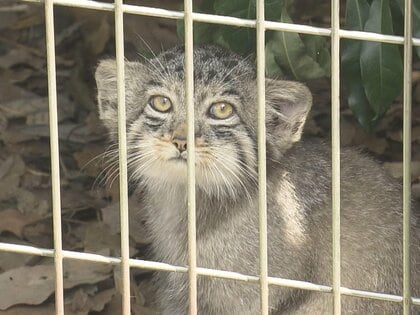 5月生まれの3匹が愛らしい姿…“マヌルネコの赤ちゃん”東山動植物園でお披露目 性別の確認前で名前はまだ